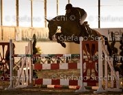 Cantlena FZ TosTour2013- S5 3121 : Arezzo, Arezzo Equestrian Centre, Cantlena FZ, Cavalli d'Italia, Toscana Tour 2013, foto di Stefano Secchi ©